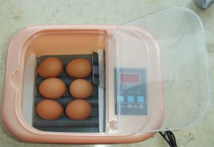 buy parrot egg incubator online