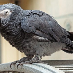 Timneh African Grey for Sale