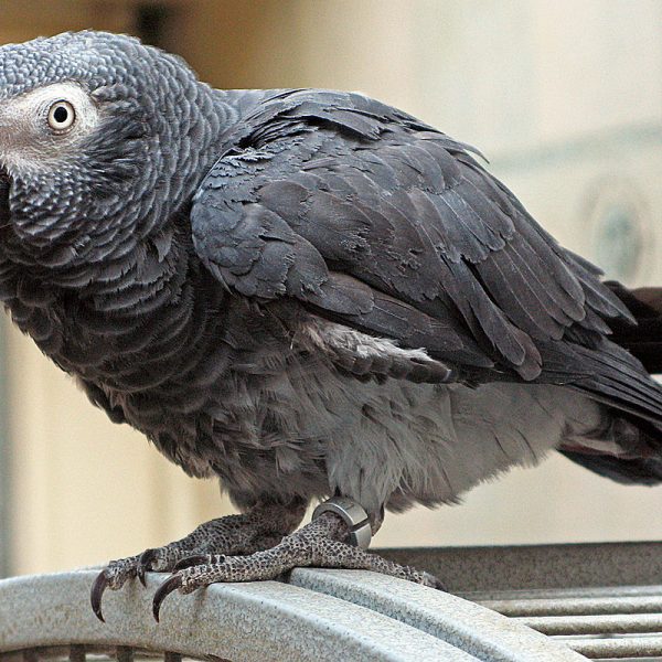 1200px-Psittacus_erithacus_timneh-parrot_on_cage