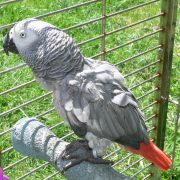 african-grey-parrot-7