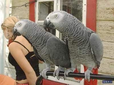 Timneh African Grey for Sale