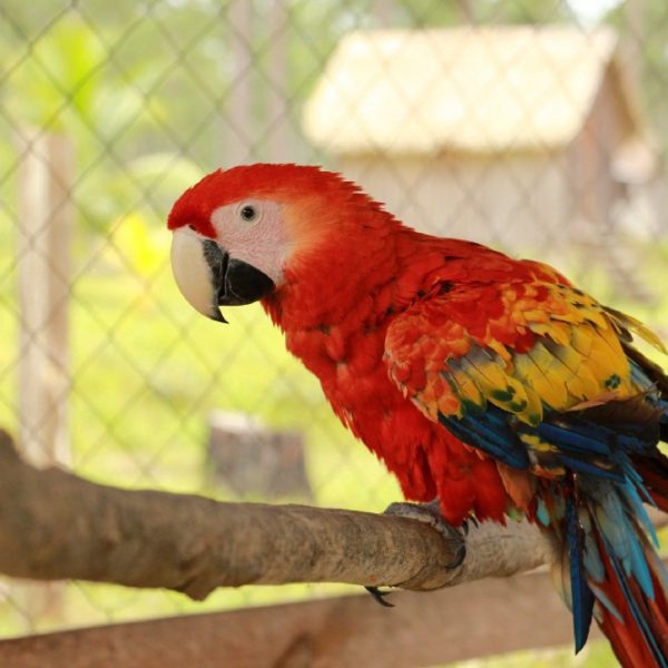 macaw