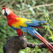 macaw-parrot