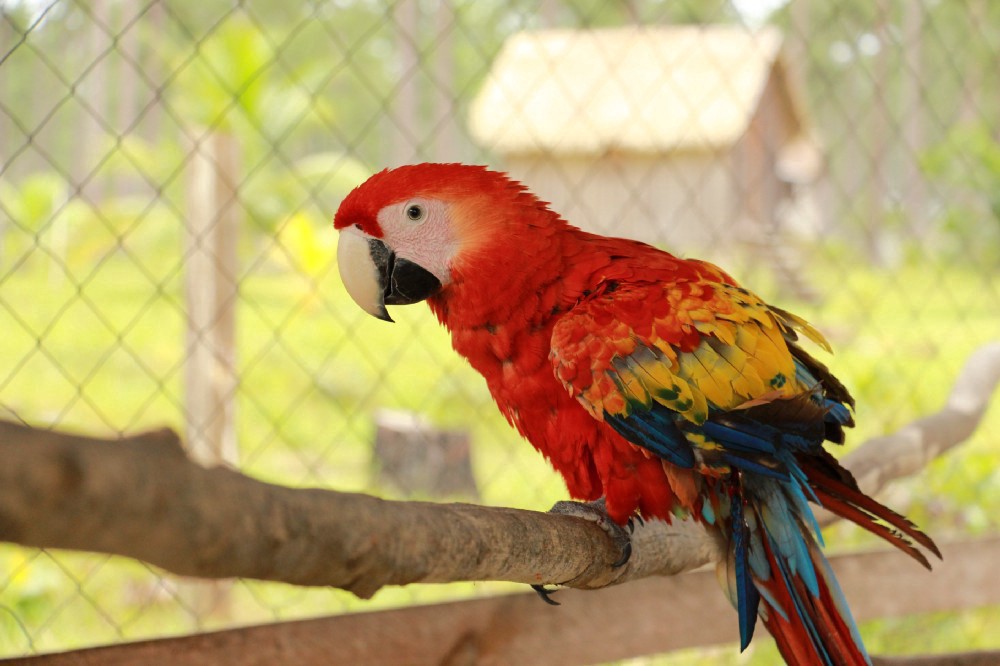 Buy Macaw Parrots Online