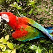 macaw_rainbow