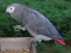 buy African grey online