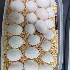 Buy Parrot eggs Online