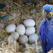 macaw egg