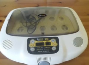 buy parrot egg incubator online