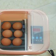 6 egg incubator 2